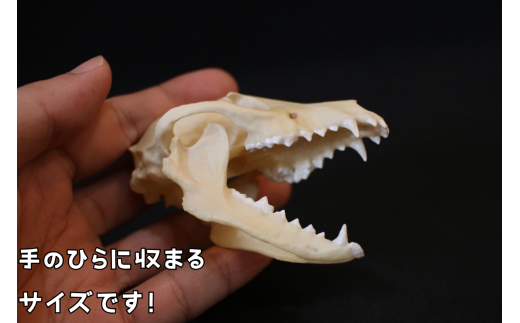 邵ョ蟆 鬆ュ鬪ィ 繝ャ繝励Μ繧ォ 繧ソ繝後く 8cn / 讓呎悽 繧ウ繝ャ繧ッ繧キ繝ァ繝ウ 繝励Λ繝「繝繝ォ 蜍慕黄 縺溘〓縺 繝輔ぅ繧ョ繝・繧「 繧、繝ウ繝繝ェ繧「 讓。蝙 蜍慕黄 蜊夂黄鬢ィ 鬆ュ闢矩ェィ 繝溘ル繝√Η繧「 3D 繝励Μ繝ウ繝医紳nf949-8c-tnk縲