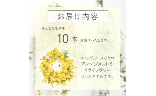 【先行予約】 ～ 春の訪れ ～ ミモザ 15本入り〈なかやFarm 和歌山県 紀美野町〉/   癒し 植物 プランター フラワー プラント 花瓶  アカシア ミモザ ハーブ プレゼント ギフト 【nkf003】