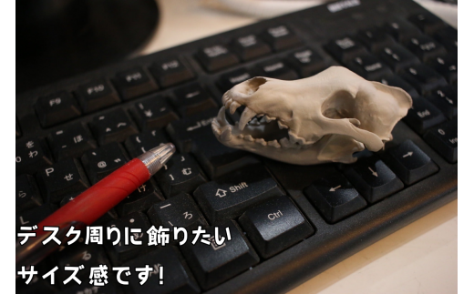 邵ョ蟆 鬆ュ鬪ィ 繝ャ繝励Μ繧ォ 繧ソ繧、繝ェ繧ッ繧ェ繧ェ繧ォ繝 8cm / 讓呎悽 繧ウ繝ャ繧ッ繧キ繝ァ繝ウ 繝励Λ繝「繝繝ォ 蜍慕黄 讓呎悽 鬆ュ鬪ィ 迢シ 繝輔ぅ繧ョ繝・繧「 繧、繝ウ繝繝ェ繧「 讓。蝙 蜍慕黄 蜊夂黄鬢ィ 鬪ィ譬シ 繝溘ル繝√Η繧「 3D 繝励Μ繝ウ繝 繧ュ繝シ繝帙Ν繝繝シ 縲紳nf949-8c-tok縲