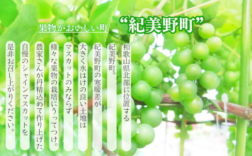 紀州和歌山産 シャインマスカット 約2kg ※2025年8月下旬頃?2025年9月上旬頃に順次発送 ※日付指定不可 ぶどう ブドウ 葡萄 マスカット 果物 くだもの フルーツ 人気 旬の果物【uot798】