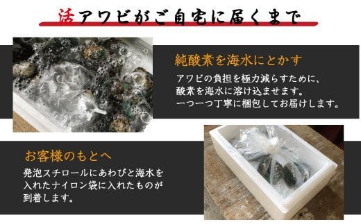 極上！やわコリ食感紀州の蝦夷アワビ【19～20個入】  / ※北海道・沖縄・離島への配送不可 / 鮑 アワビ あわび 人気 活アワビ 冷蔵 【riz120】