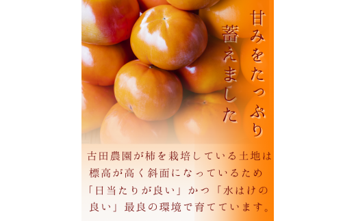 【☆令和7年産☆先行予約】たねなし柿 刀根柿【秀品】約4kg【2025年9月下旬～10月上旬に順次発送致します。】/ 和歌山県 紀美野町 2L～4L 種なし カキ 柿 かき 刀根 【frt001A】