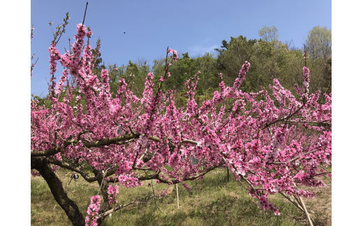  【先行予約受付】和歌山県産の美味しい桃 6～9玉入り【2025年6月中旬頃～8月中旬頃順次発送予定】  和歌山/もも モモ 桃 ギフト 贈り物 プレゼント 夏ギフト 果物 フルーツ 人気 産地直送 和歌山県 お取り寄せ 【mat101B】