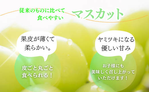 紀州和歌山産 シャインマスカット 約2kg ※2025年8月下旬頃?2025年9月上旬頃に順次発送 ※日付指定不可 ぶどう ブドウ 葡萄 マスカット 果物 くだもの フルーツ 人気 旬の果物【uot798】