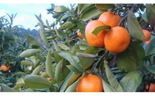 縲占ィウ縺ゅj縲題セイ螳カ逶エ騾 譛臥伐縺ソ縺九s 邏7.5kg 縺泌ョカ蠎ュ逕ィ 繧オ繧、繧コ豺キ蜷 窶サ2026蟷エ11譛井クュ譌ャ縺九i2027蟷エ1譛井クュ譌ャ縺セ縺ァ縺ォ鬆谺。逋コ騾∽コ亥ョ夲シ医♀螻翫¢譌・謖螳壻ク榊庄シ俄サ蛹玲オキ驕薙サ豐也ク繝サ髮「蟲カ縺ク縺ョ驟埼∽ク榊庄縲險ウ縺ゅj縺ソ縺九s 貂ゥ蟾槭∩縺九s繧、繧コ豺キ蜷 險ウ縺ゅj縺ソ縺九s 貂ゥ蟾槭∩縺九s 譛画ゥ溯ウェ閧・譁100% 縺オ繧九&縺ィ邏咲ィ 譟第ゥ 譛臥伐 逕」蝨ー逶エ騾√刃uk157F縲