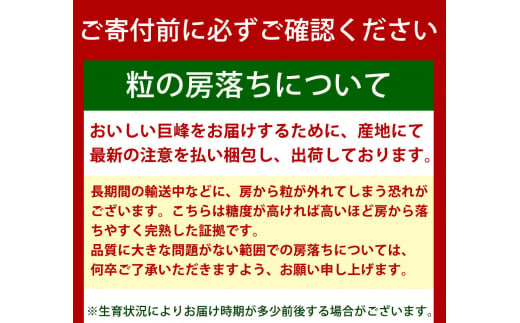 紀州和歌山産 巨峰ぶどう 約2kg ※2025年8月下旬頃?2025年9月上旬頃に順次発送 ※日付指定不可 巨峰 ぶどう ブドウ 葡萄 果物 くだもの フルーツ【uot784A】