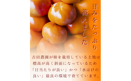 【☆令和7年産☆先行予約】【特秀】紀美野町産 旬の柿詰め合わせ 約2kg 【2025年10月上旬～11月下旬に順次発送致します。】/ 和歌山県 紀美野町 カキ 柿 太秋柿 紀ノ川柿 富有柿 早秋柿 秀品【frt010A】