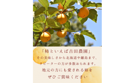 【☆令和7年産☆先行予約】【特秀】紀美野町産 旬の柿詰め合わせ 約3kg 【2025年10月上旬～11月下旬に順次発送致します。】/ 和歌山県 紀美野町 カキ 柿 太秋柿 紀ノ川柿 富有柿 早秋柿 秀品【frt004A】