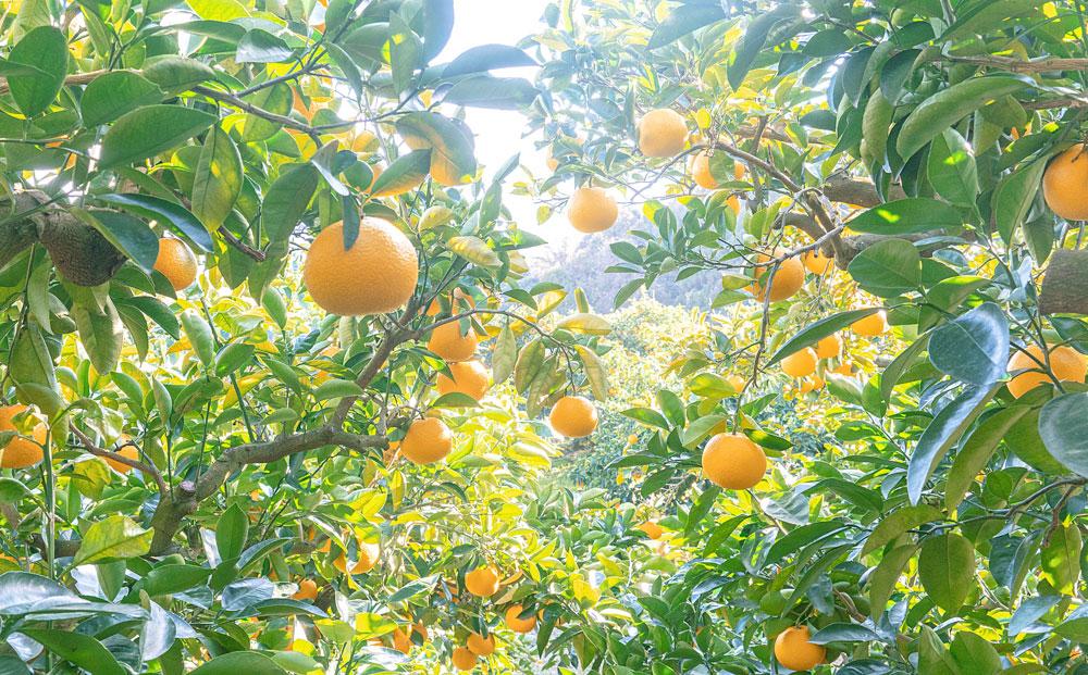 å
è¡äºçŽïŒœåæå±±çç£ã¯ã£ããç§å 10kgïŒL ïœ 2LïŒïŒ»2027幎1æäžæ¬ä»¥éããé æ¬¡çºé