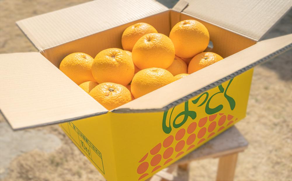 å
è¡äºçŽïŒœåæå±±çç£ã¯ã£ããç§å 10kgïŒL ïœ 2LïŒïŒ»2027幎1æäžæ¬ä»¥éããé æ¬¡çºé