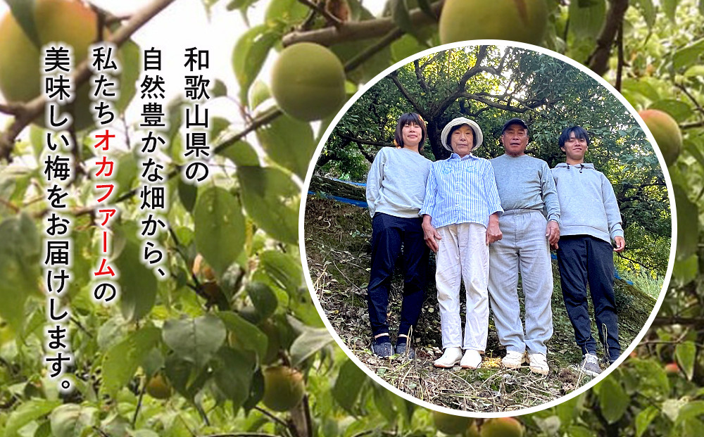 【定期便（2月・6月・10月）全3回お届け】 紀州南高梅使用 しそ仕込み完熟梅干し 無選別1kg ［TM214］