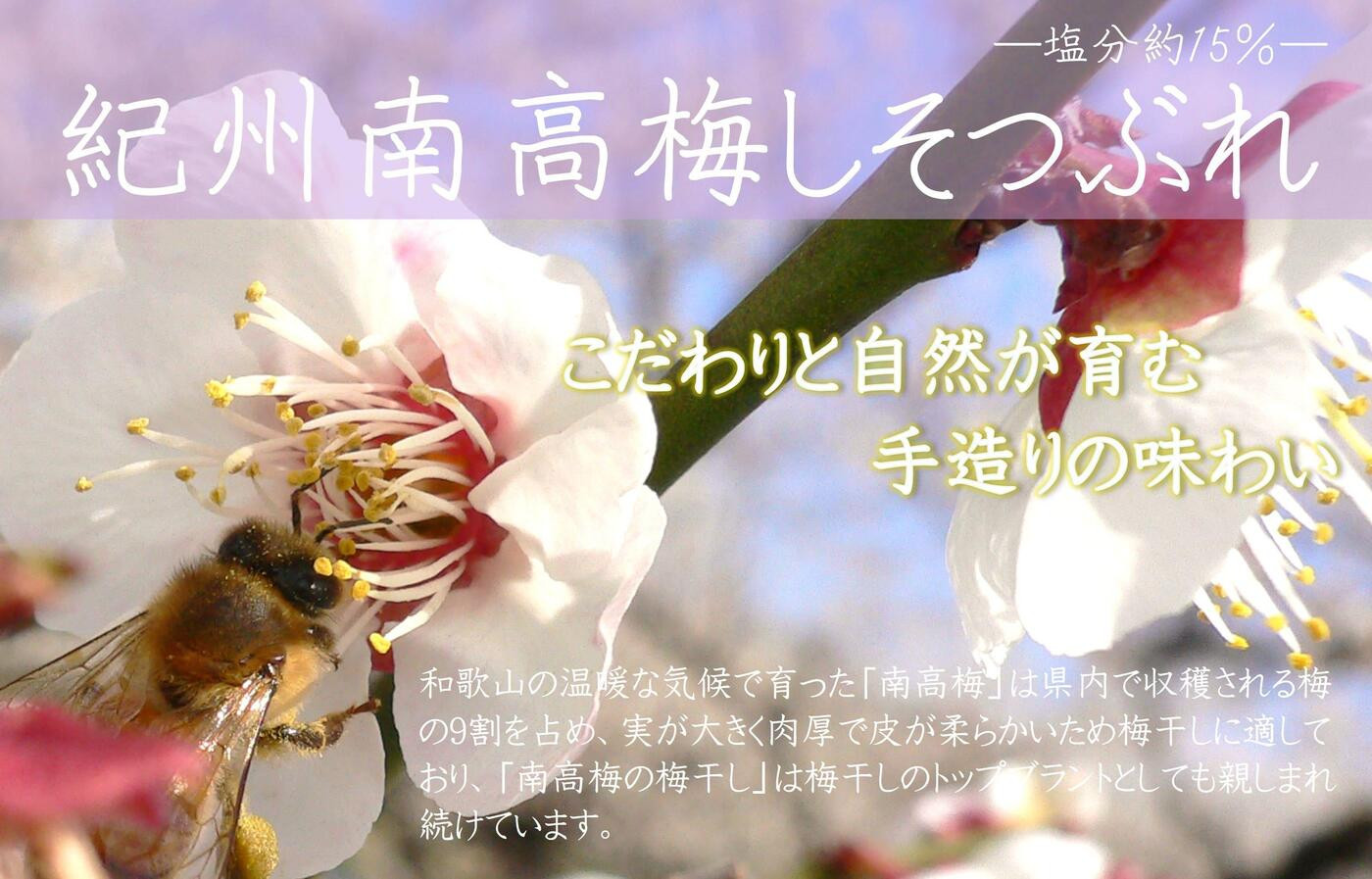 【定期便・3ヵ月毎 全3回】ご家庭用 紀州南高梅 しそ漬 つぶれ 700g×2 ［YM16］