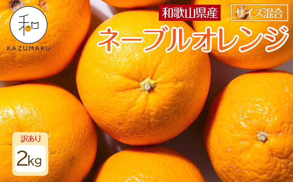 訳あり 森本農園の手選別 ネーブルオレンジ 2kg 和歌山県産 サイズ混合 ［北海道・沖縄・離島配送不可］［RN18］［2027年1月上旬から順次発送］