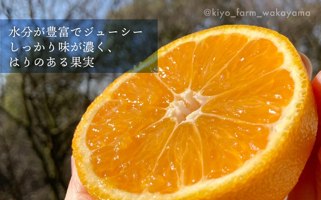 不知火 希少な樹上完熟！ 秀品大玉 6個入 (約2kg)　［2027年2月末頃から3月末頃まで発送］［KT2］