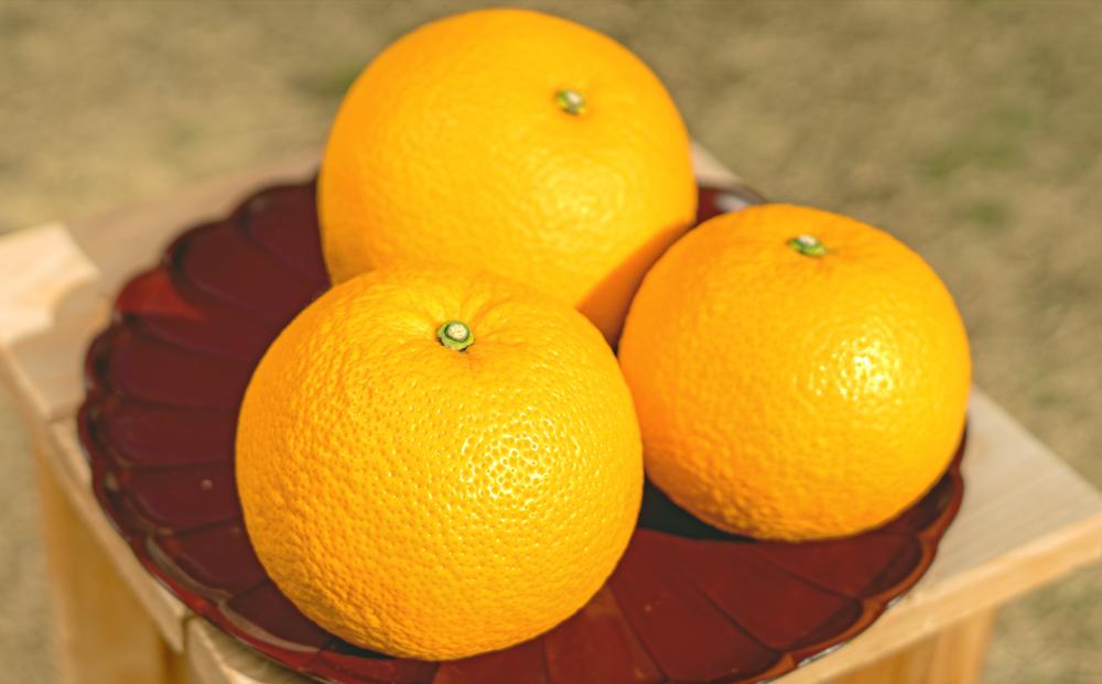 å
è¡äºçŽïŒœåæå±±çç£ã¯ã£ããç§å 10kgïŒL ïœ 2LïŒïŒ»2027幎1æäžæ¬ä»¥éããé æ¬¡çºé