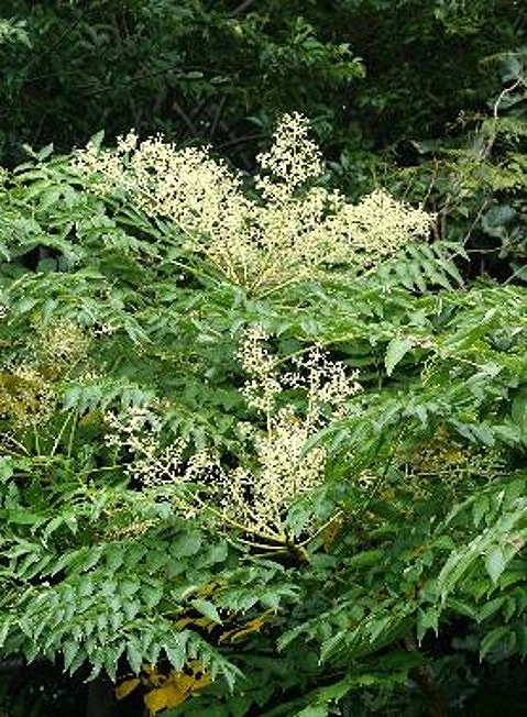 熊野古道 峠の蜂蜜3本セット 【SW71】