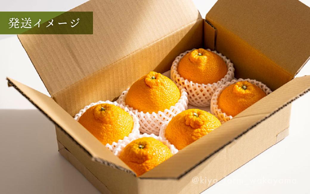 不知火 希少な樹上完熟！ 秀品大玉 6個入 (約2kg)　［2027年2月末頃から3月末頃まで発送］［KT2］