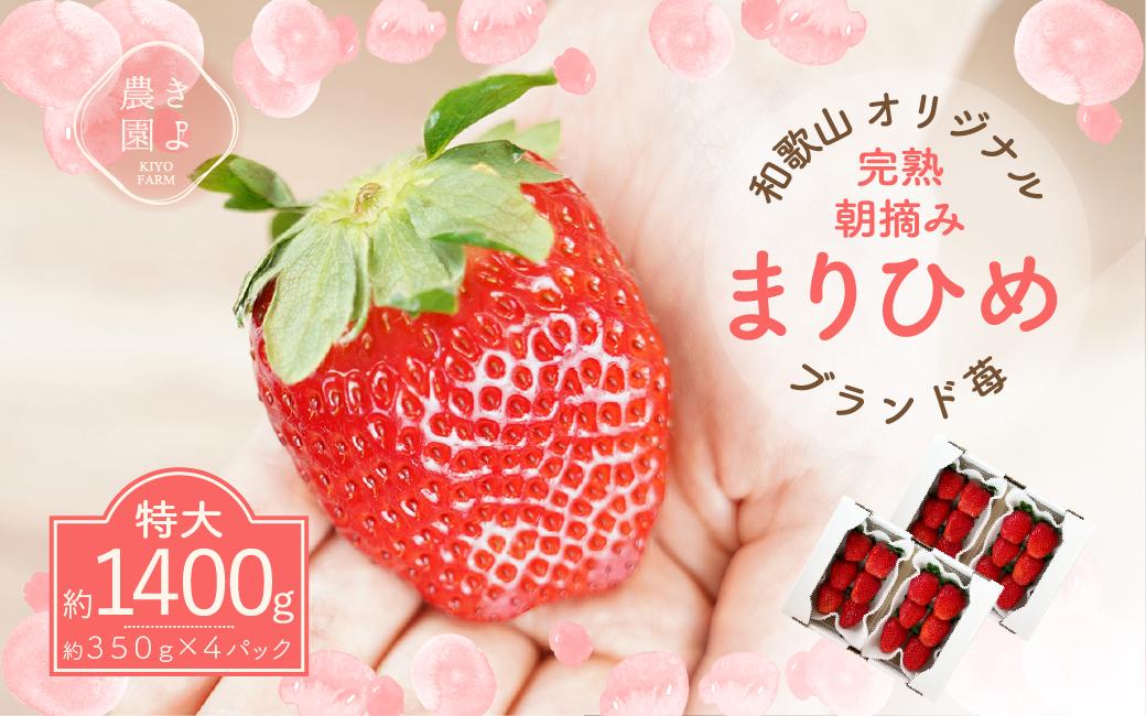 特大まりひめイチゴ 朝摘 6個～11個入×4パック［2027年1月中旬頃より発送］［先行予約］［KT4］