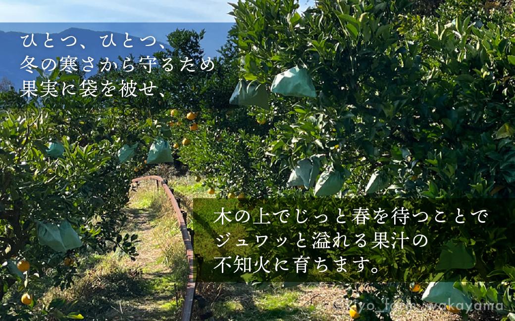 不知火 希少な樹上完熟！ 秀品大玉 6個入 (約2kg)　［2027年2月末頃から3月末頃まで発送］［KT2］