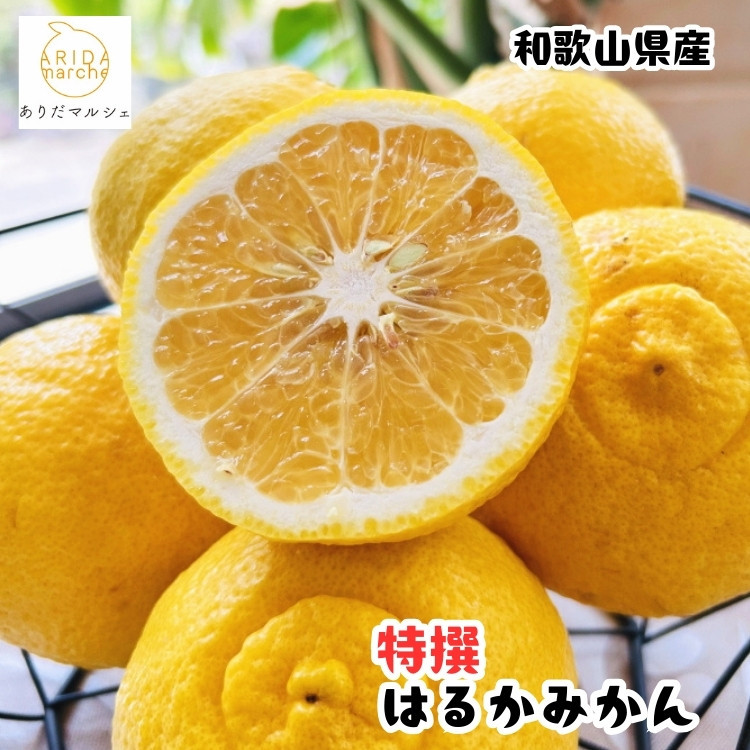 ［先行予約］［人気柑橘］ 特撰 はるかみかん 3kg［MS54］