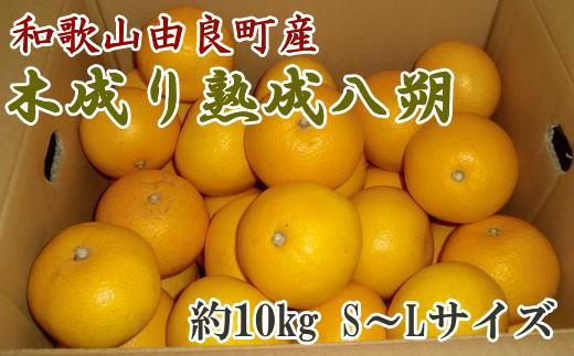 ［産直］和歌山由良町産の木成り熟成八朔約10kg（S～Lサイズをお届け）★2027年3月中旬頃より順次発送［TM135］
