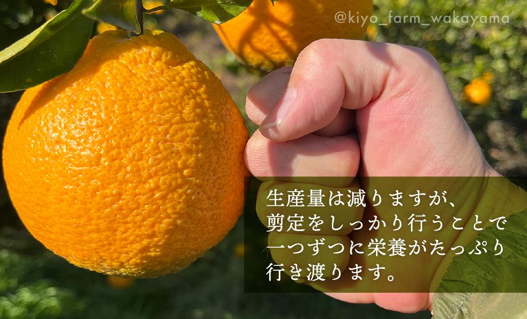 不知火 希少な樹上完熟！ 秀品大玉 6個入 (約2kg)　［2027年2月末頃から3月末頃まで発送］［KT2］