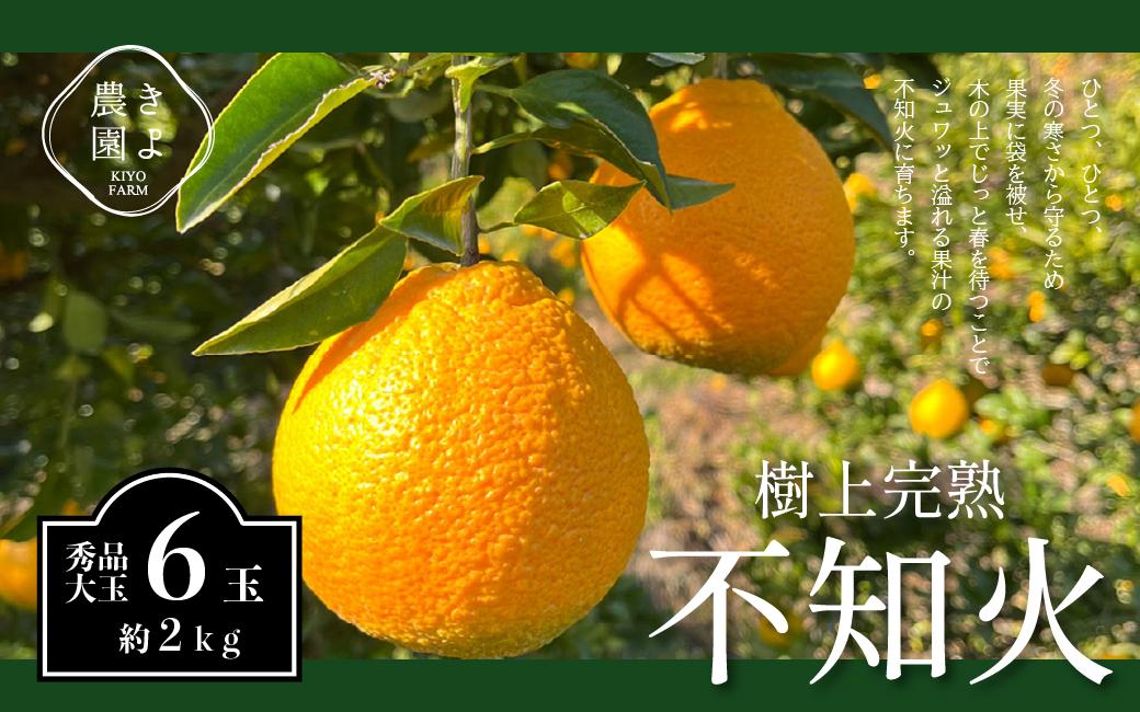 不知火 希少な樹上完熟！ 秀品大玉 6個入 (約2kg)　［2027年2月末頃から3月末頃まで発送］［KT2］