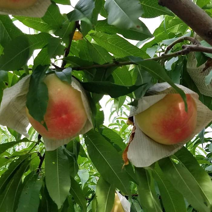 和歌山県産 桃 5玉～6玉 約1.5kg 秀品［US35］