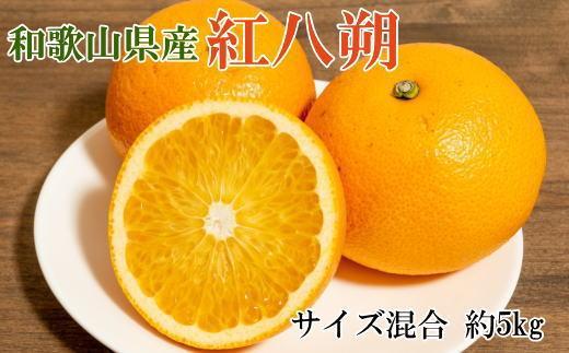 ［希少品］和歌山県産紅八朔約5kg（サイズ混合）★2027年１月下旬頃より順次発送［先行予約］［TM88］
