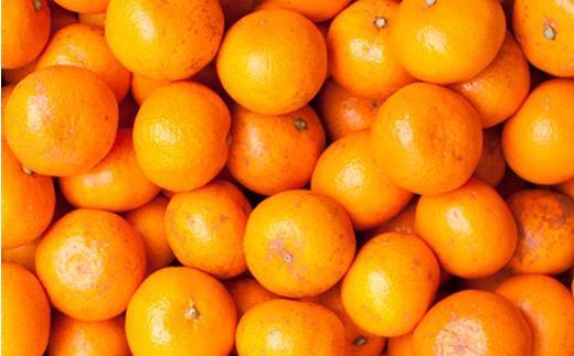 ［先行予約］家庭用 蔵出しみかん1kg+250g（傷み補償分）［2027年1月中旬から2027年2月末日頃、順次発送予定］