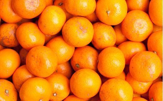 ［先行予約］家庭用 小さな有田みかん1kg+250g（傷み補償分）［2026年10月初旬から2027年1月末日頃順次発送予定］