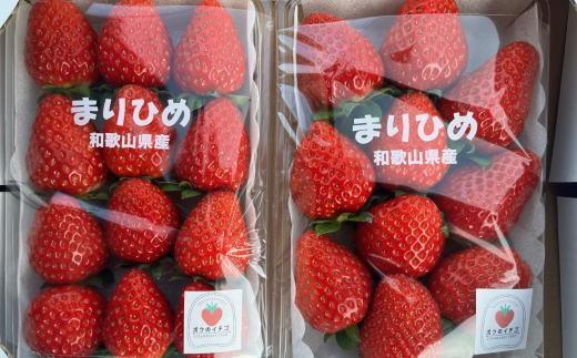 和歌山県産ブランドいちご「まりひめ」大粒系約300g×2パック入り★2026年12月中旬頃より順次発送［TM89］