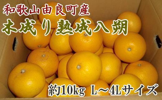 ［産直］和歌山由良町産の木成り熟成八朔約10kg（L～4Lサイズをお届け）★2027年3月中旬頃より順次発送［TM137］