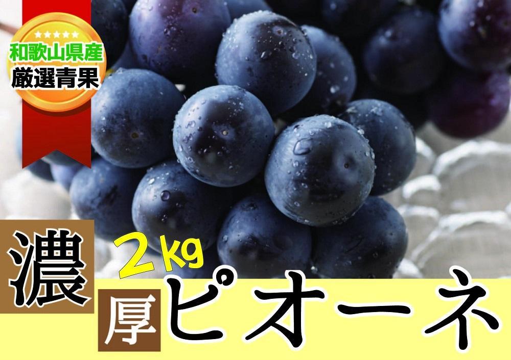 種なし ピオーネ 約2kg ぶどう 和歌山産 【甘さとみずみずしさが自慢】★8月下旬から9月下旬発送★【KF10】