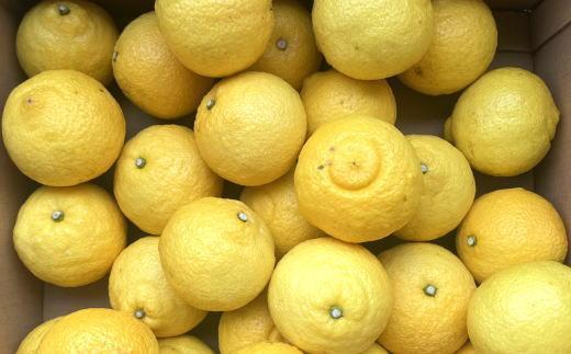 ［さわやか柑橘］和歌山県産はるかみかん約4.5kg（サイズ混合　秀品）★2027年2月下旬頃より順次発送［TM162］