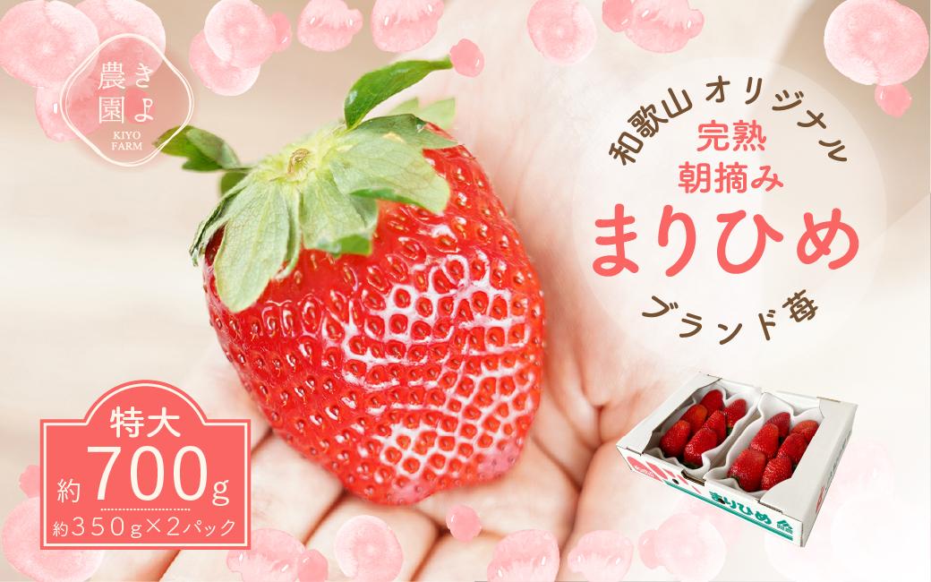 特大まりひめイチゴ 朝摘 6個～11個入×2パック［2027年1月中旬頃より発送］［先行予約］［KT3］
