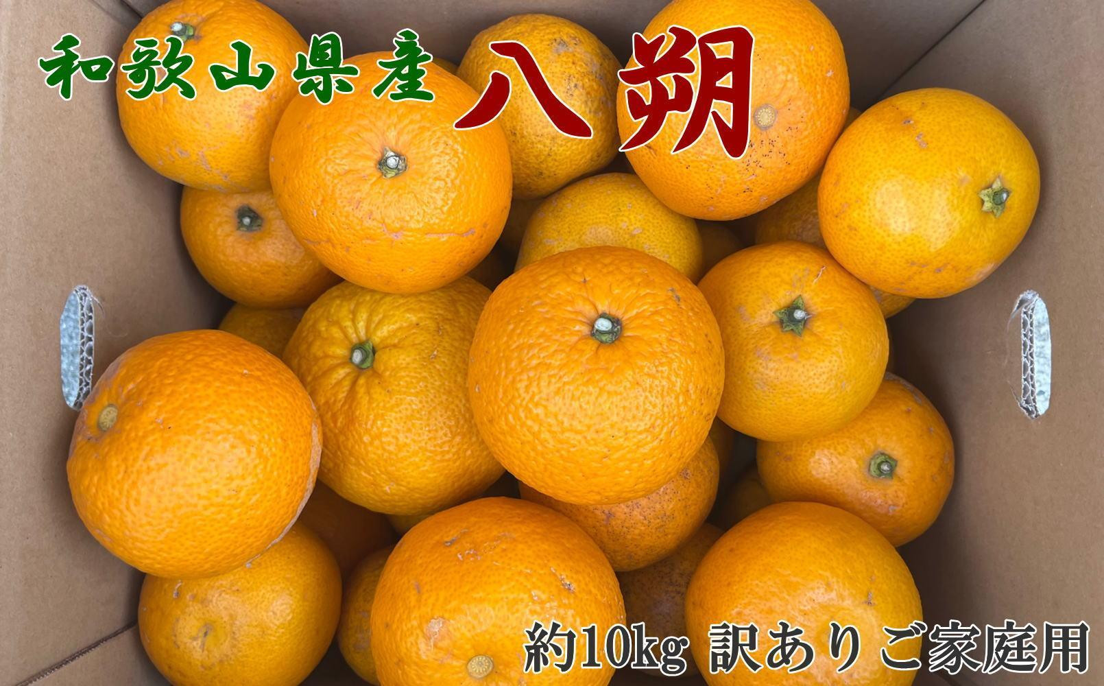 ［手選果 訳あり］和歌山 由良町産 八朔 約10kg サイズ混合 ご家庭用 ★2027年１月中旬頃より順次発送［TM205］