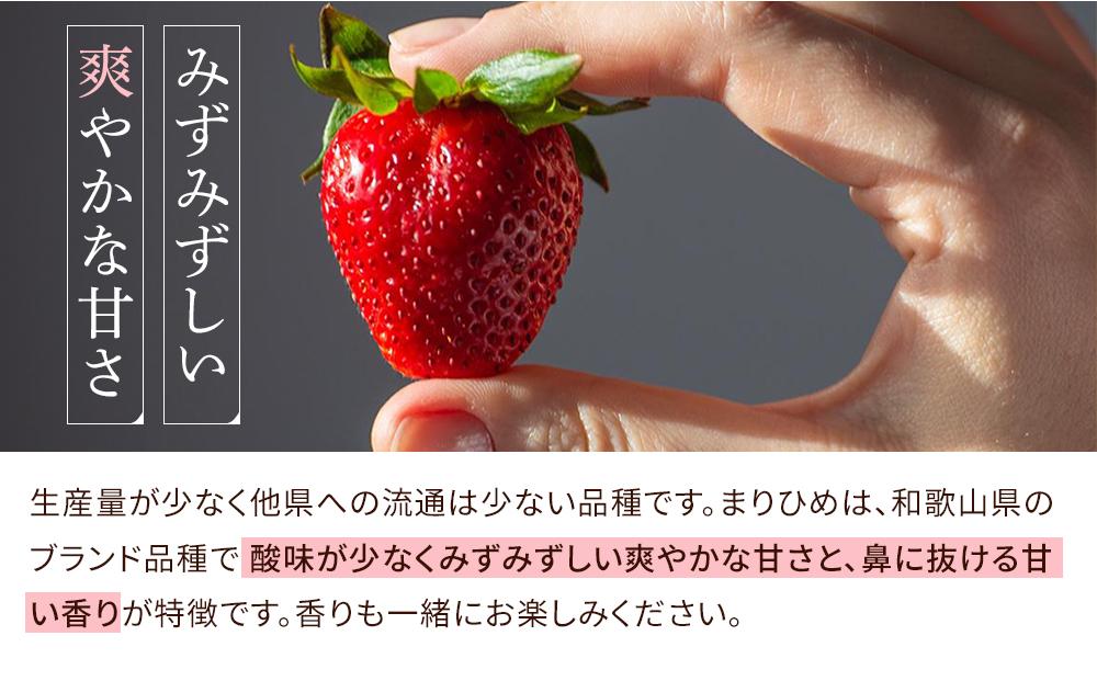 まりひめイチゴ L～2L 12粒～15粒×4パック［2027年1月中旬から発送］［先行販売］［KG8］