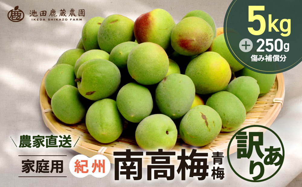 家庭用 紀州南高梅(青梅)5kg+250g（傷み補償分）【梅干し・梅ジュース】【訳あり】［IKE113］