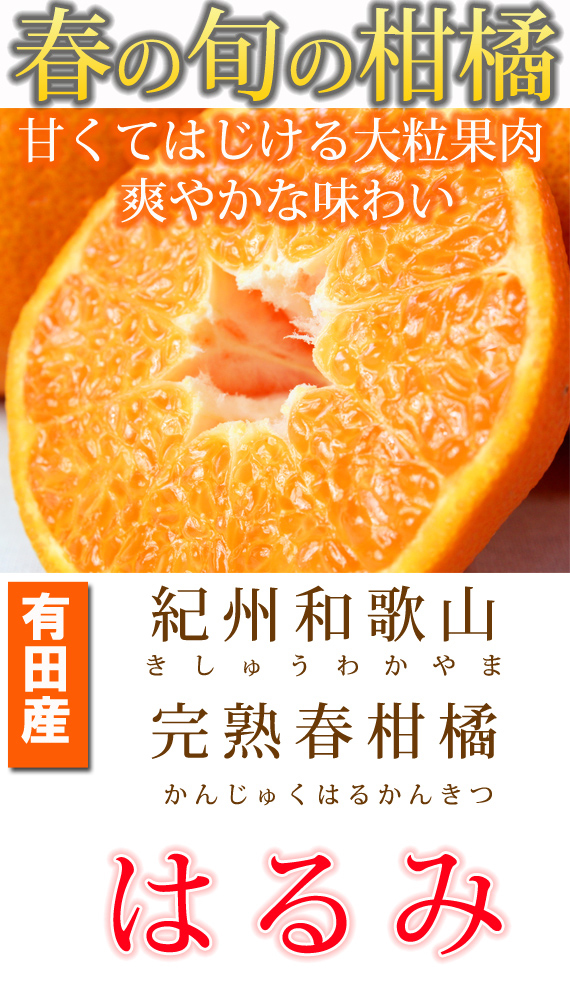 果肉ぷりぷり!完熟はるみ　５ｋｇ［2027年2月上旬頃～2027年2月下旬頃に順次発送］［UT22］