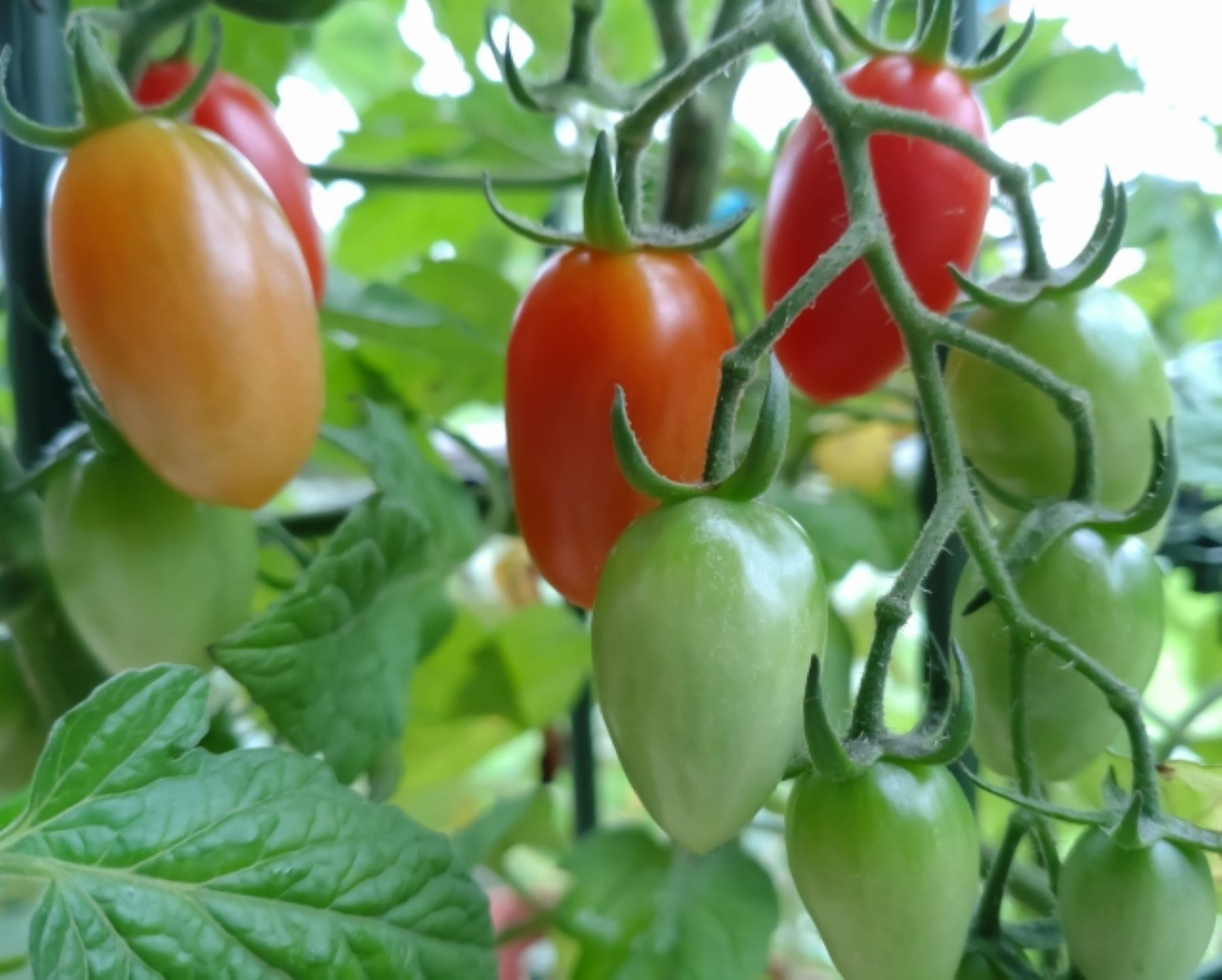 【6月発送】ミニトマトアイコ(松トマト) 約2kg（S・M・Lサイズおまか） ［SL61］