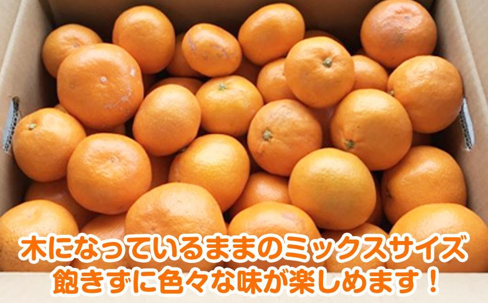 【2026年12月～2027年1月発送】濃厚完熟 木成り温州みかん 5kg ミックスサイズ 和歌山県産