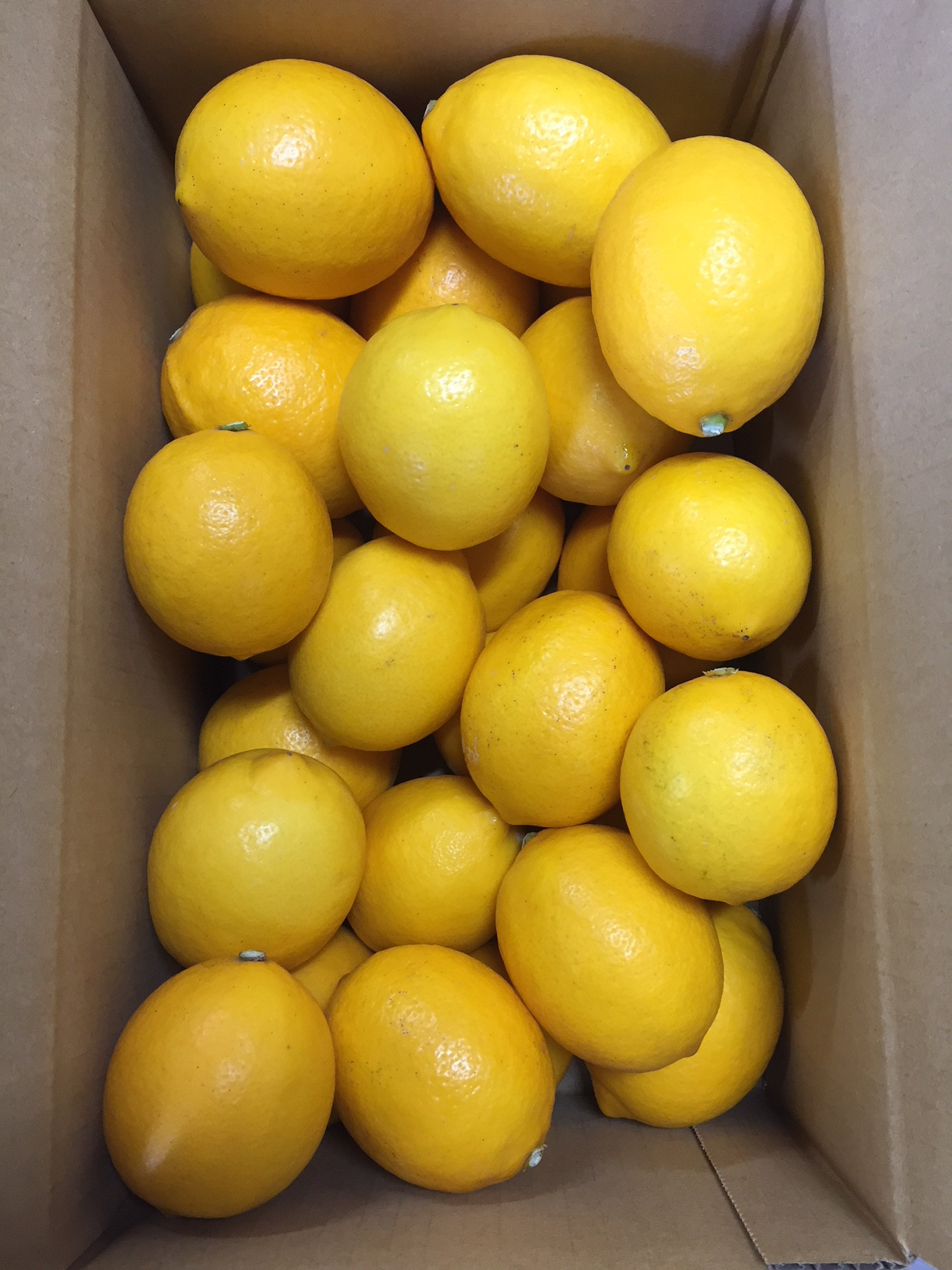 ［2027年1月中旬より順次発送］和歌山県産 レモン 約3kg 秀品 （サイズ混合）［まごころ手選別］［US73］