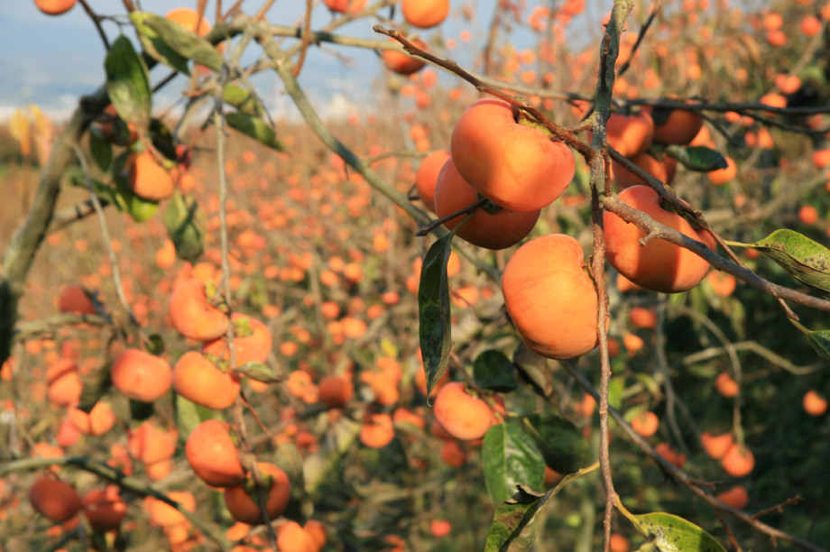 魅力あるまちづくり事業【産業・観光事業】