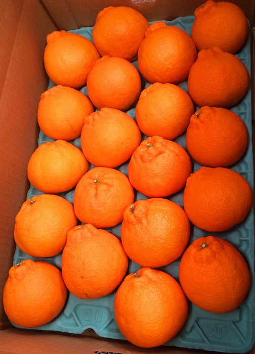 邏蟾樊怏逕ー逕」荳咲衍轣ォ(縺励i縺ャ縺イ) 邏シ斌gシサ2026蟷エ2譛井クュ譌ャ莉・髯咲匱騾シスシサ蜈郁。御コ育エシスシサUT40シス