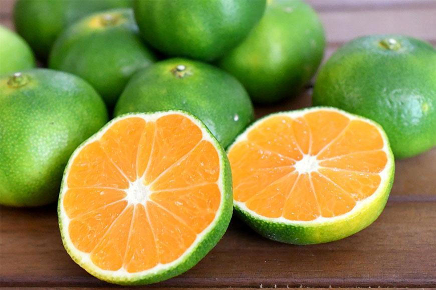 【先行予約】和歌山由良町産 由良早生みかん 約5kg サイズおまかせ(L～2S) いずれかお届け【SL2】