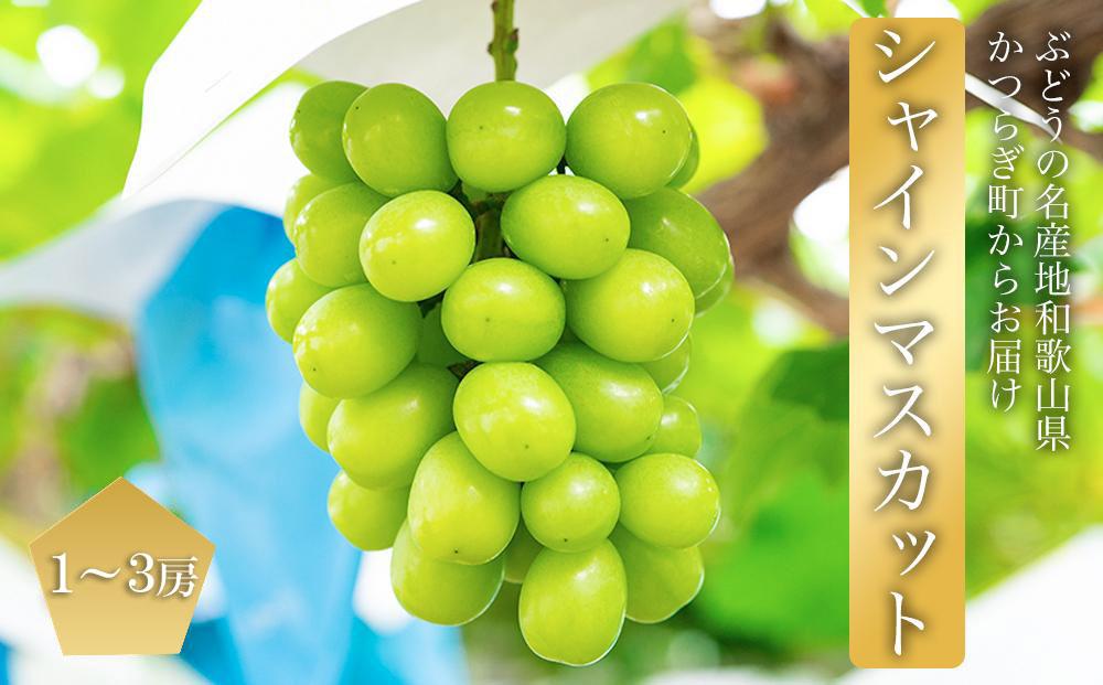 シャインマスカット 1〜3房 ぶどう 和歌山産 【大人気】 ★8月上旬から発送★【KF11】