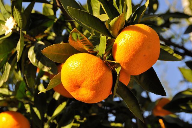 ［産直・秀品］和歌山下津みかん約6kg（2Lサイズ）★2026年11月中旬頃より順次発送［TM75］