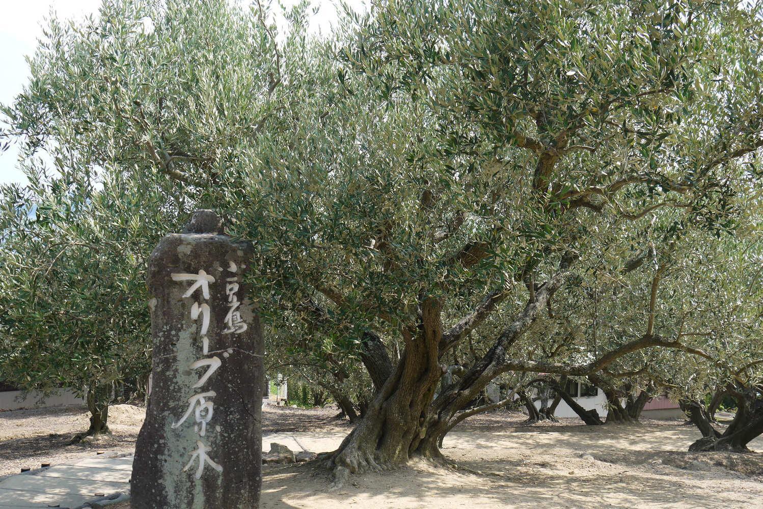 ãã¥ãŒãå
¥ã ãªãªãŒããã³ãã¯ãªãŒã 2æ¬ã»ãããSM9ã