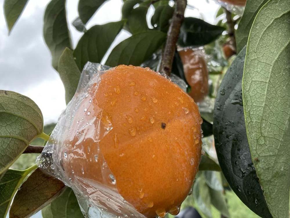 é»ããŠçã çŽã®å·æ¿ 4kg â
åæå±±çãªãªãžãã«â
KF04